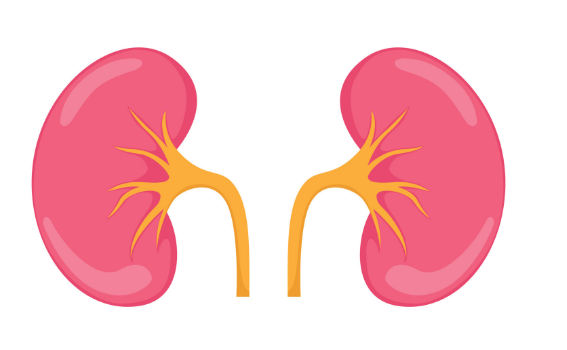 Recovery of Renal Function after One-Year of Dialysis Treatment